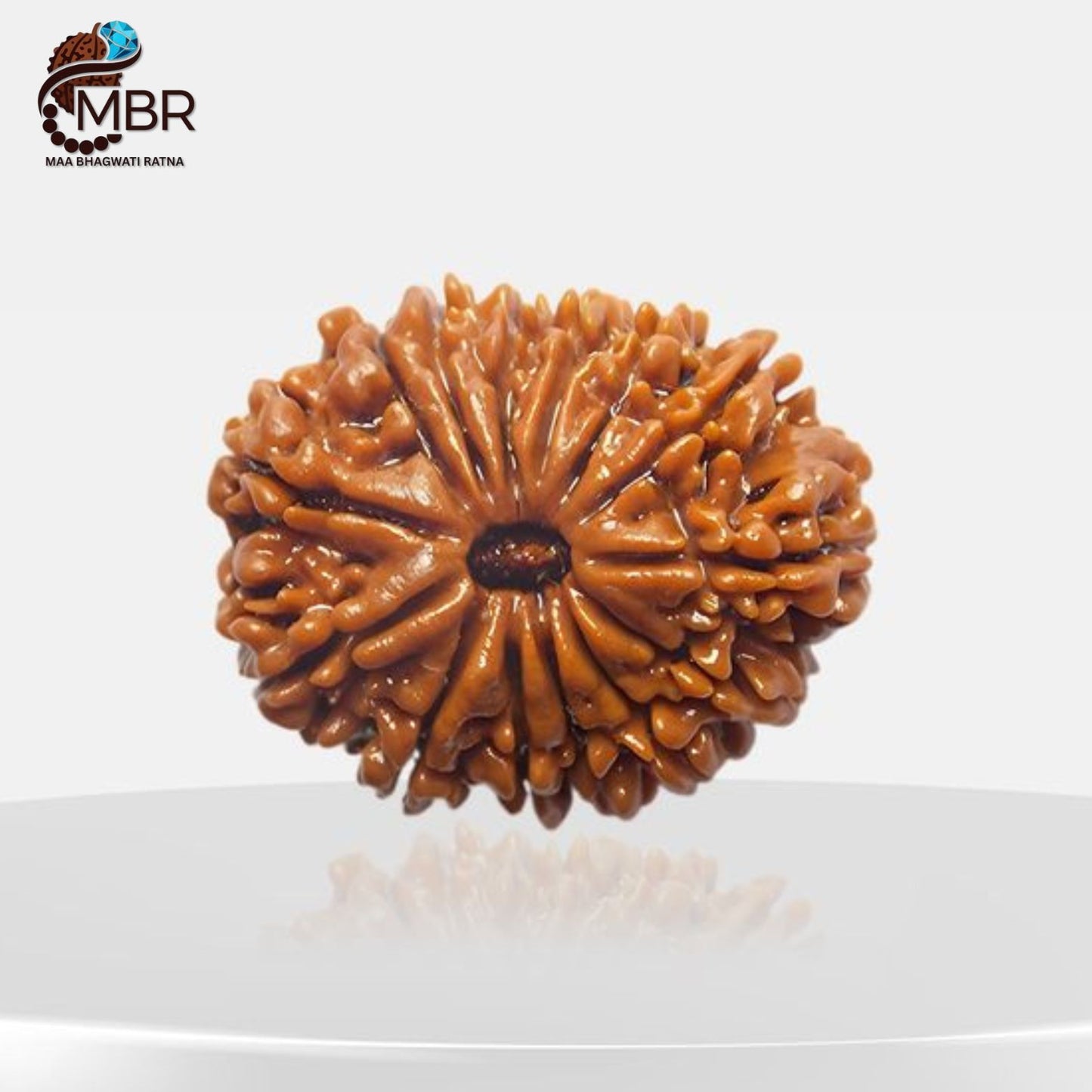 14 MUKHI RUDRAKSH