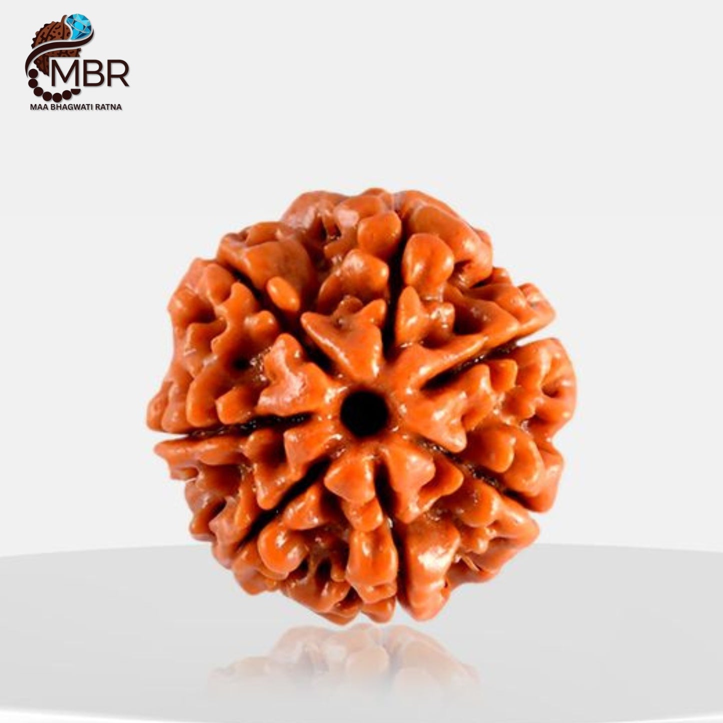 7 MUKHI RUDRAKSH NEPALI