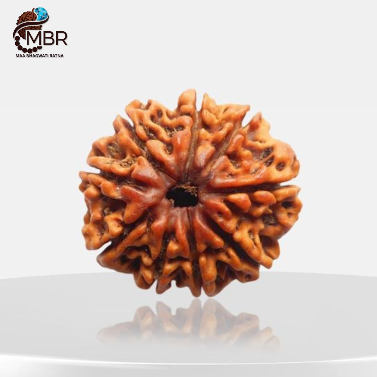 9 MUKHI RUDRAKSH