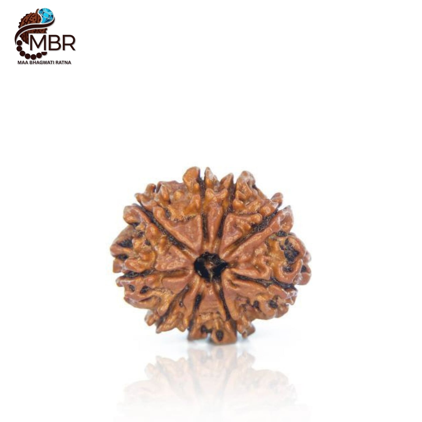 9 MUKHI RUDRAKSH