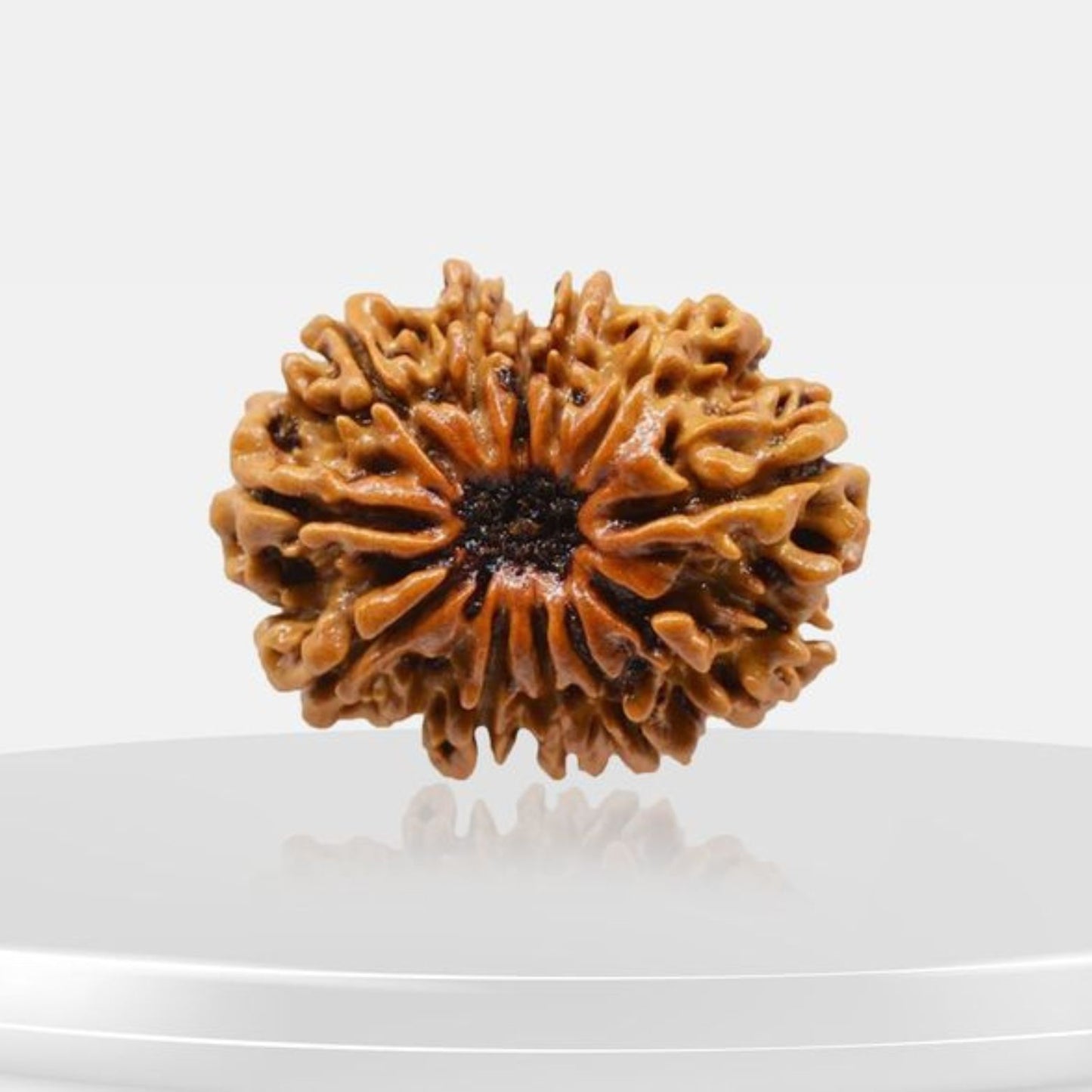 12 MUKHI RUDRAKSH