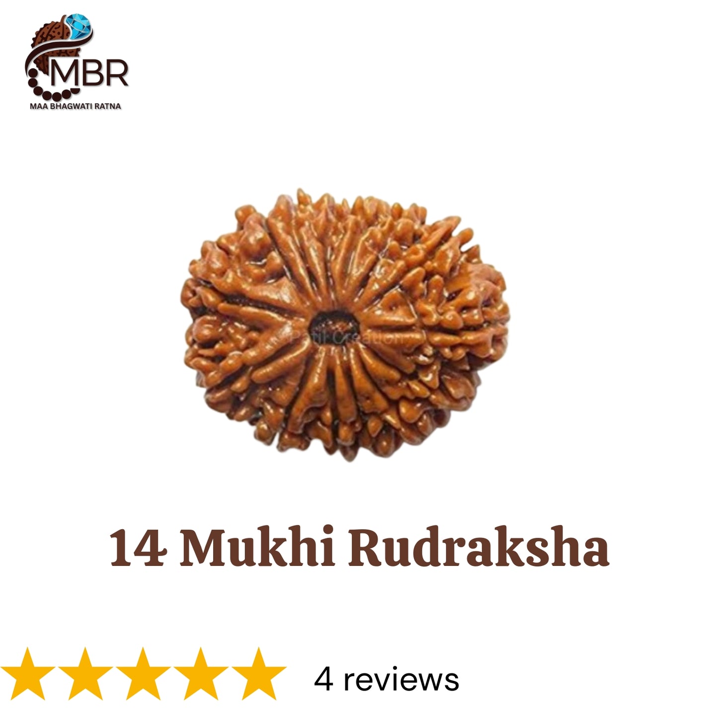 14 MUKHI RUDRAKSH