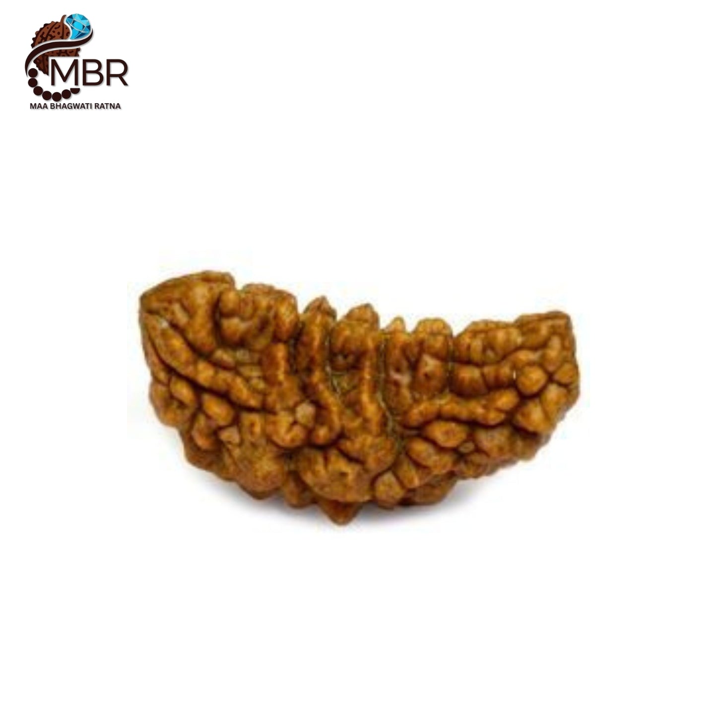1 MUKHI KAJU RUDRAKSH - RAMESHWARAM BEAD