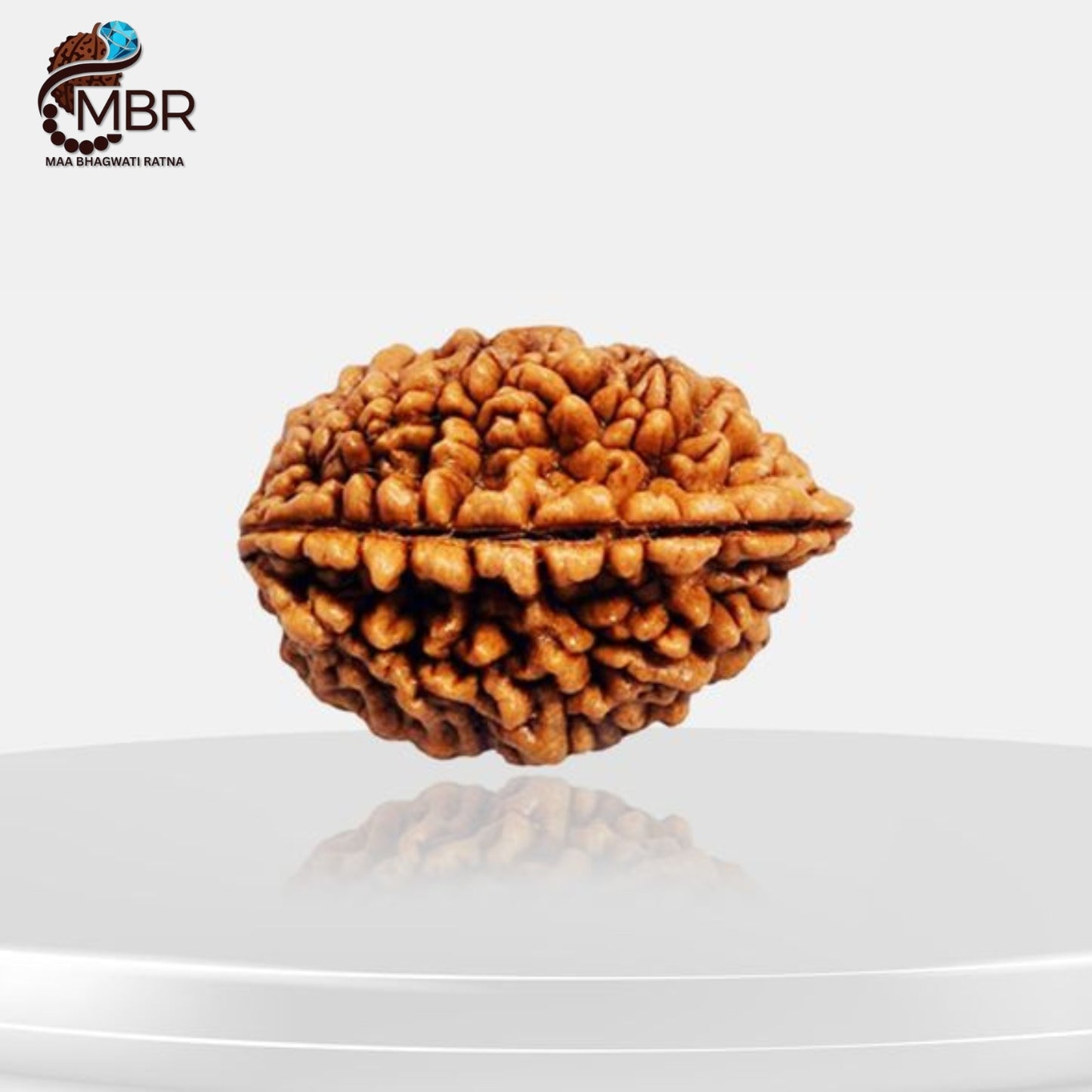 2 MUKHI KAJU RUDRAKSHA NEPALI